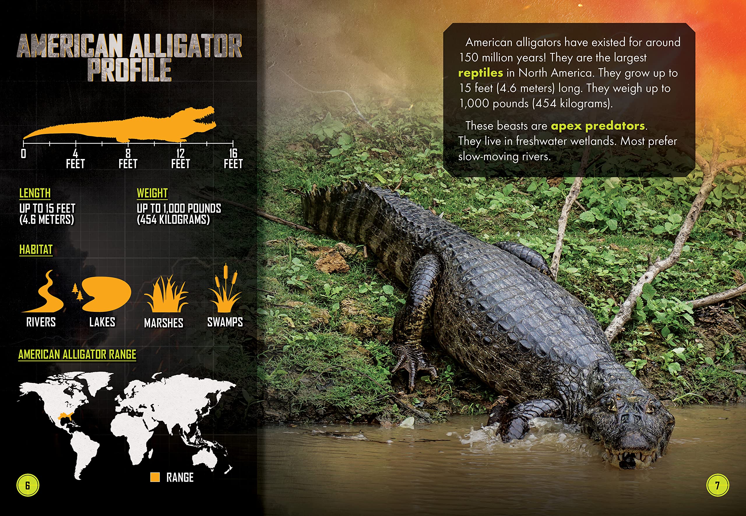 American Alligator Vs. Wild Boar