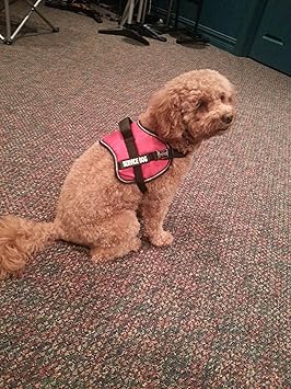 service dog jacket amazon