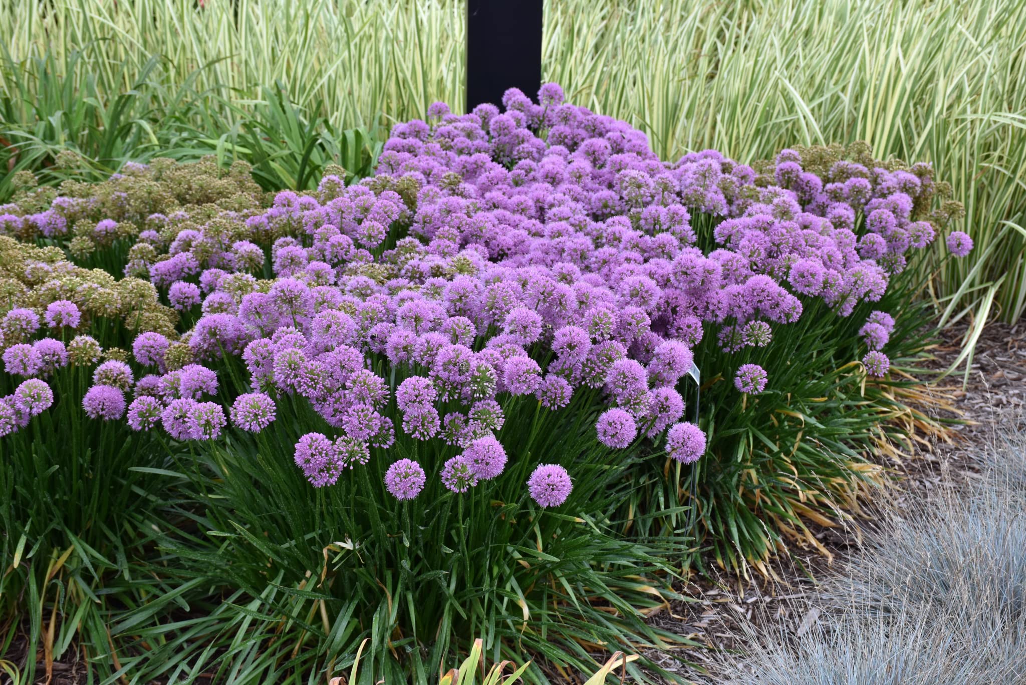 Stauden Gänge 5 x Allium 'Millenium' Zierlauch winterhart | Zierlauch 'Millenium' – winterharte Staude & Bienenweide mit Blütenkugeln, mehrjährig, 1 L Topf (11x11 cm)