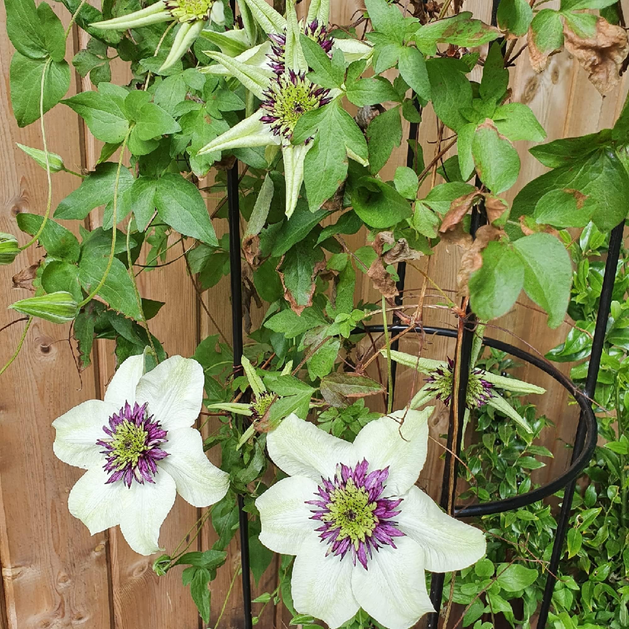 CHUXAY GARDEN Clematis Seed,Clematis Florida VAR. Florida 'Sieboldiana' 50 Seeds White Lovely Flower Clematis Early Large-Flowered Clematis Grows in Garden and pots