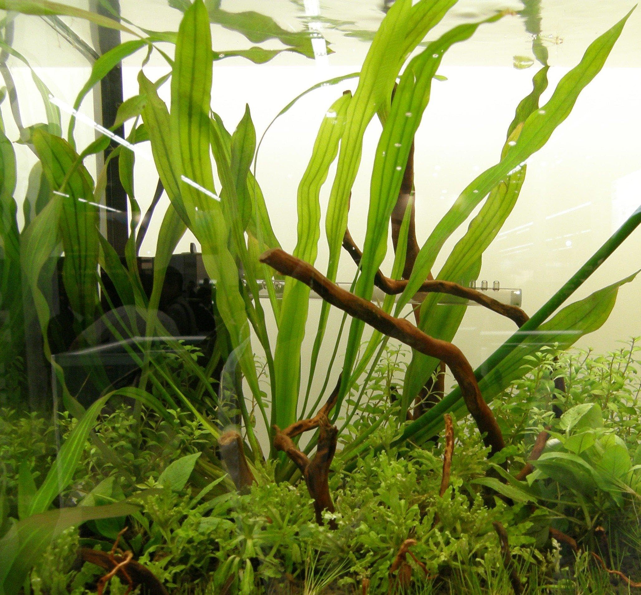 Set für 50 l Aquarium Pflanzen, Kies, Deko (XXVII)