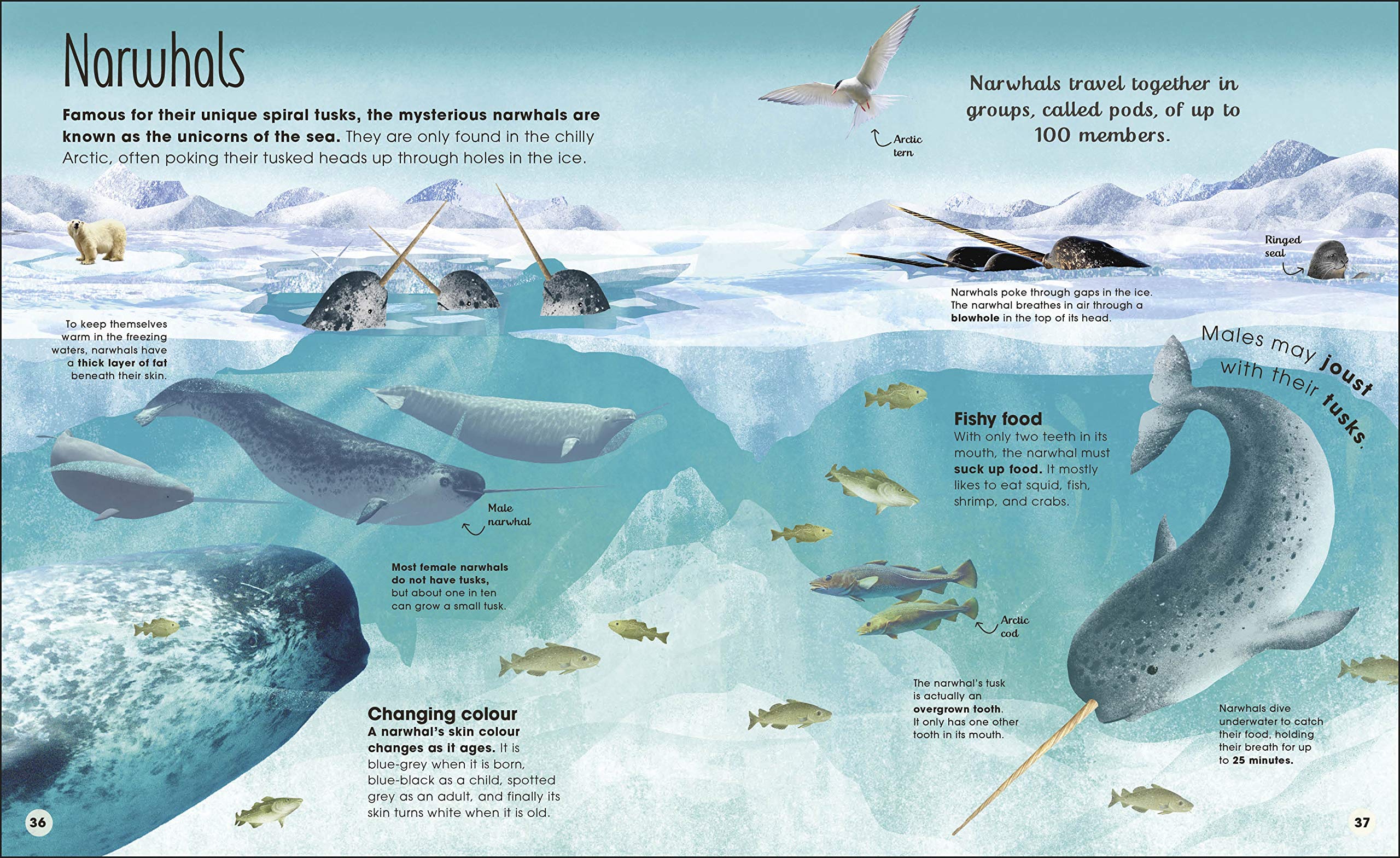 Earth's Incredible Oceans (The Magic and Mystery of Nature) (The Magic and Mystery of the Natural World)