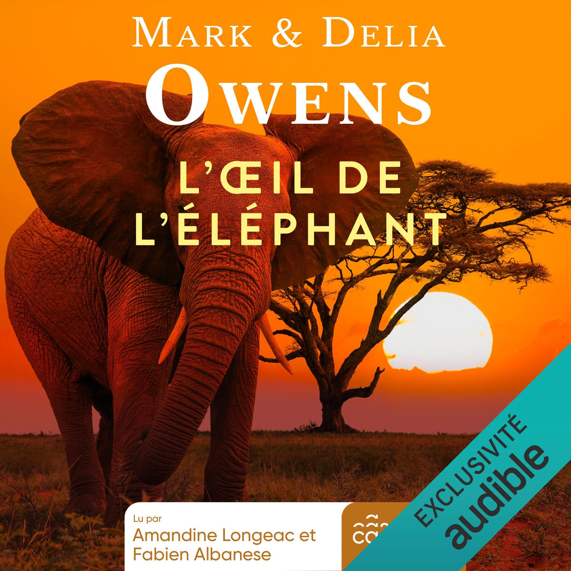 L'œil de l'éléphant