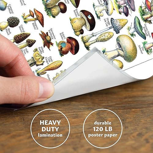 Miniatura 3 de Palace Learning Paquete de 4 pósteres vintage de flores y hongos, gráficos de referencia de identificación botánica floral, micología y hongos,