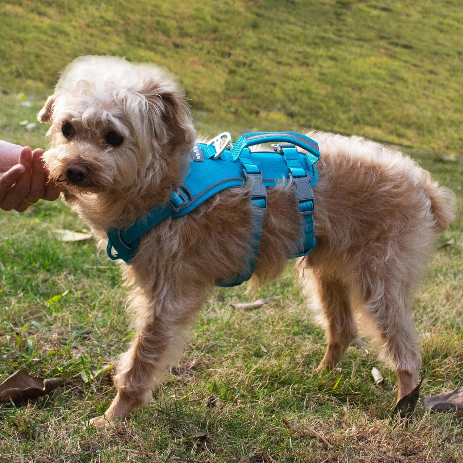 Wuffley Escape Proof Dog Harness and Leash Set, Lightweight Dog Harness with Lift and Assist Handle, No Pull Reflective Pet Vest for Small Medium Dogs, Ideal for Puppy Walking and Training (Blue, M) 10 91KHHd0V5eL. AC SL1500