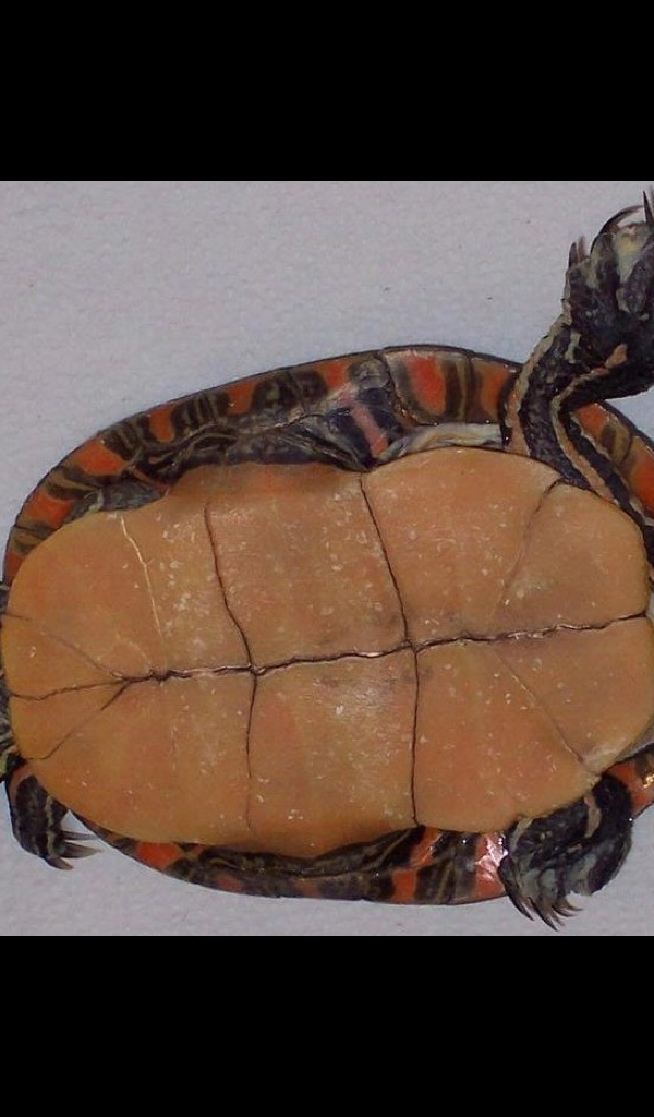 Painted Turtle Wallpaper – HD Wallpapers of Painted Turtles!:Amazon