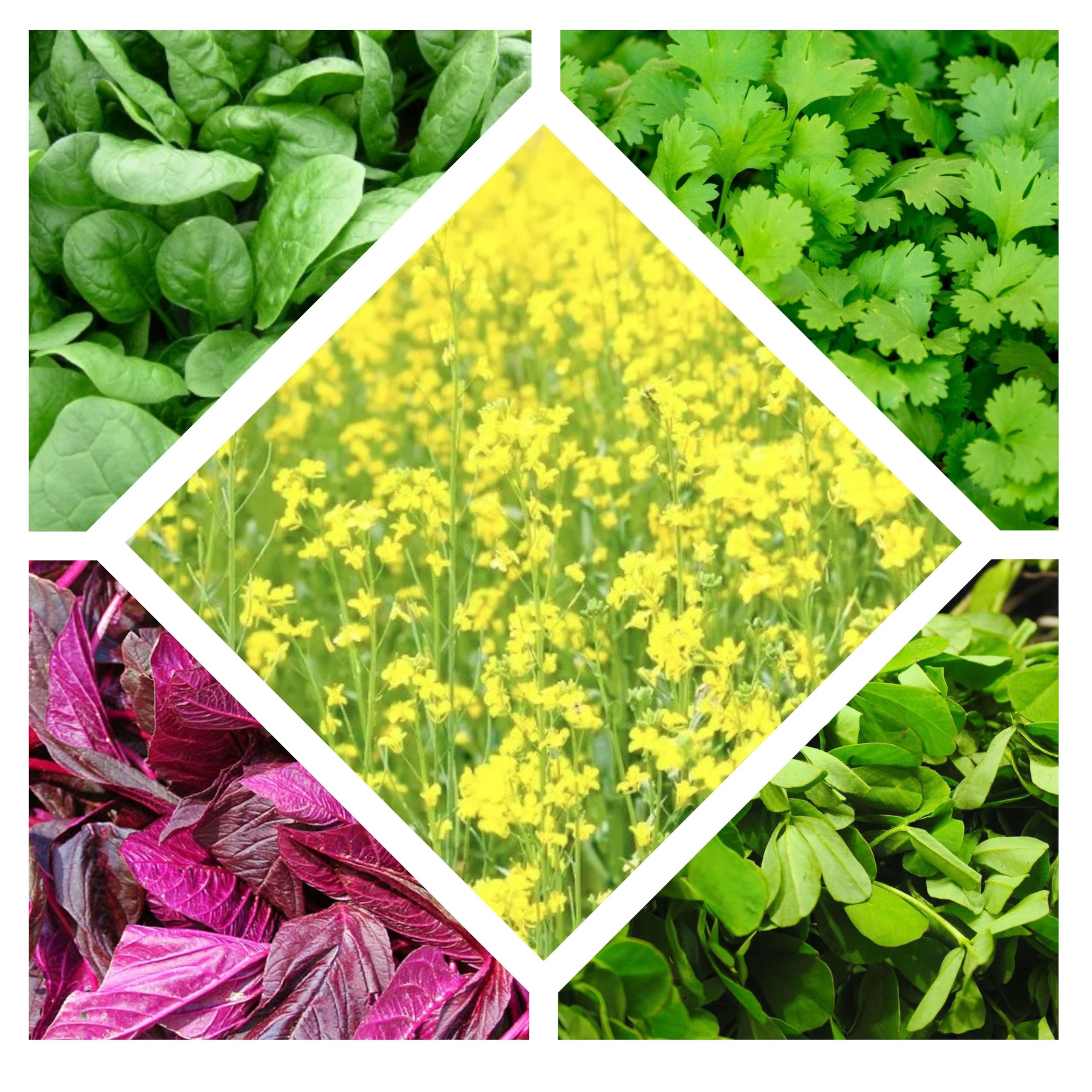 ONLY FOR ORGANIC - Five Varieties of Leafy Vegetable Seeds (B07WF6WDPY) Amazon Price History, Amazon Price Tracker