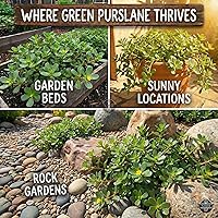 Vista 2 de Más de 3000 semillas de verdolaga verde para plantar, semillas no transgénicas - Crecimiento rápido, sabor auténtico - Alto rendimiento, reliquia