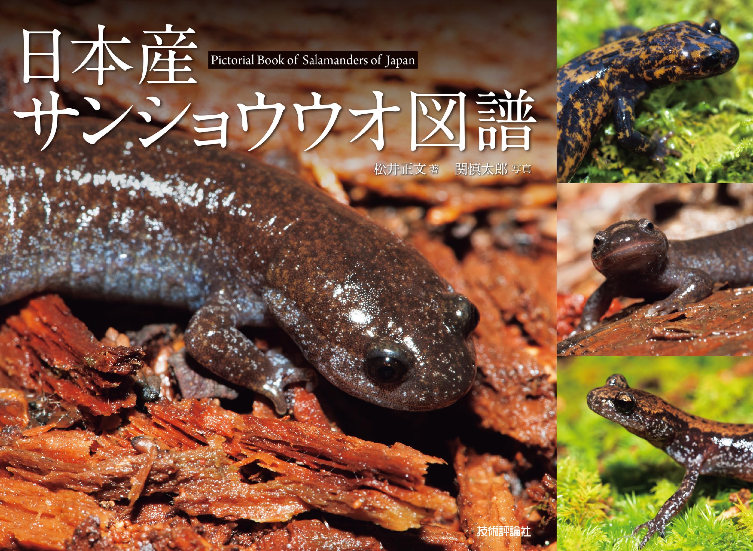 日本産サンショウウオ図譜 | 松井 正文 |本 | 通販 | Amazon