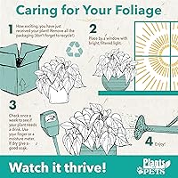 Vista 10 de Planta de serpiente viva con maceta blanca decorativa, Sansevieria Trifasciata Superba, planta de interior enraizada completamente, planta de lengua