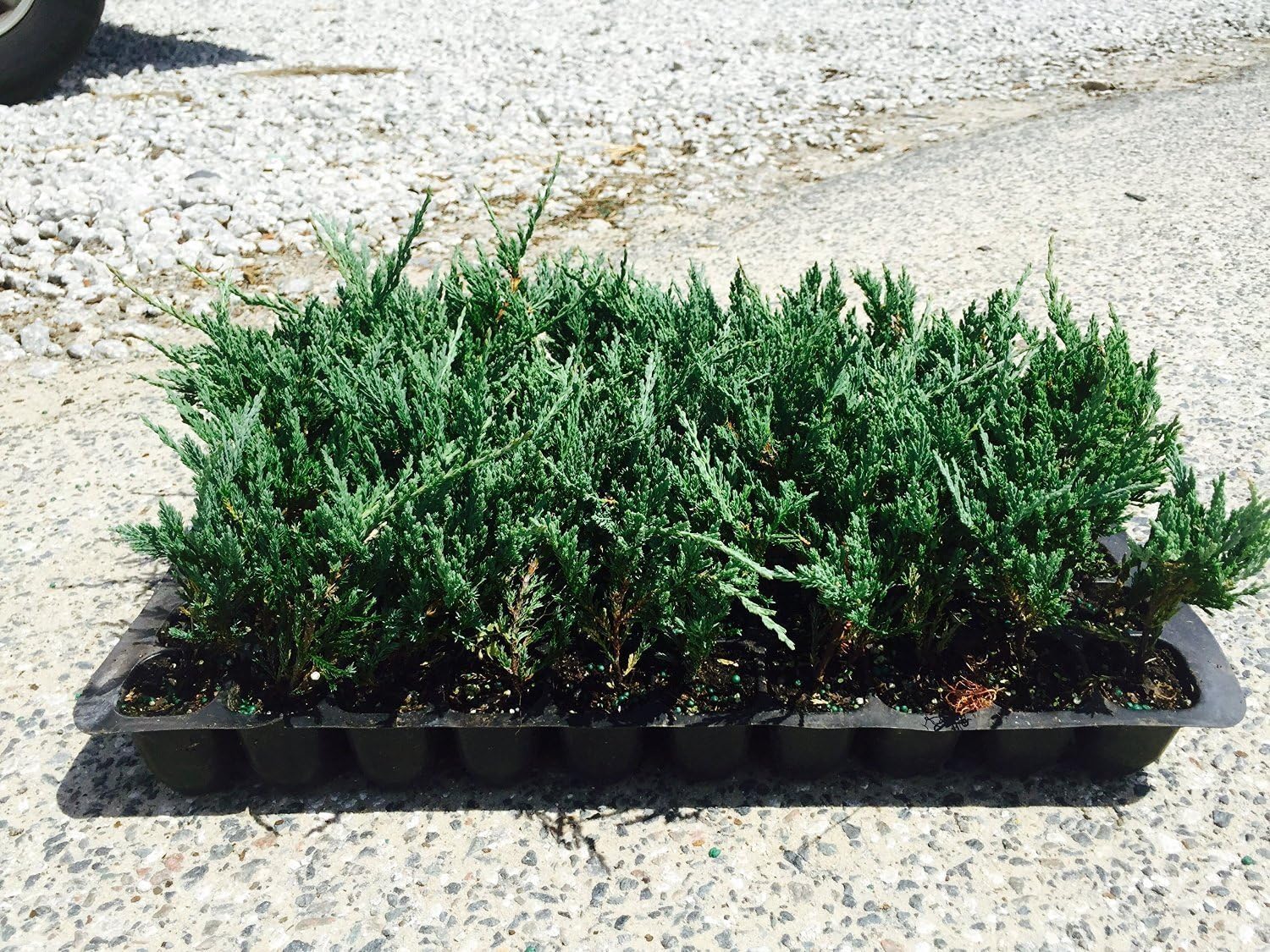 Juniper Bar Harbor - 30 Live Plants - Drought Tolerant Cold Hardy Evergreen Ground Cover