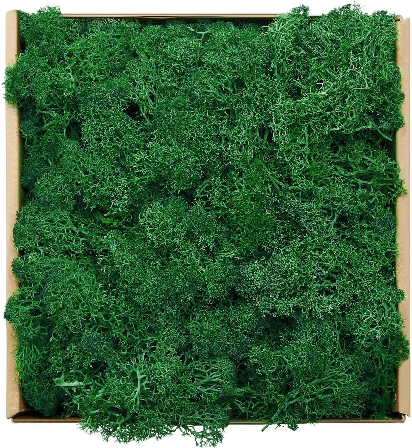 Reindeer Moss Preserved Floral Decorative Moss for Dressing Potted Plants, Fairy Garden, Terrariums and Many Other Crafts, 7 Ounce (Green)
