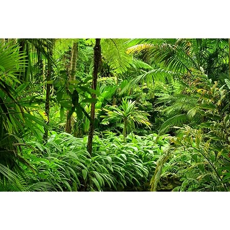 Amazon.de: Dschungel Wald Urwald Pflanzen XXL Wandbild Foto Poster ...