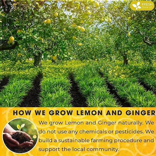 Miniatura 5 de 75 bolsas de té de jengibre y limón premium, ingredientes 100% naturales, mezcla hecha a mano de flores de limón y jengibre, bolsas de té