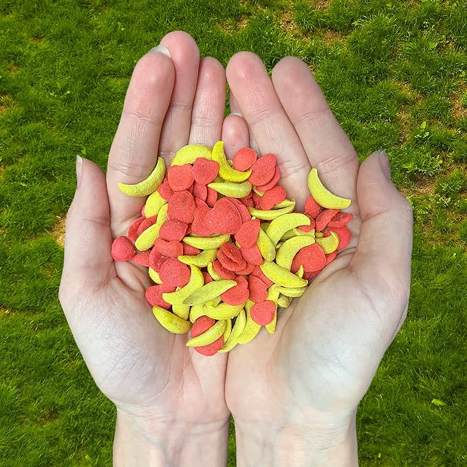 Crunchez Apple and Banana - Crunchy Fruit Flavored Treat Bites - Sugar Gliders, Squirrels, Marmosets, Prairie Dogs, Hamsters, Chinchillas, Exotic Birds, Rabbits, Guinea Pigs, Degus, Small Pets miniatura 3