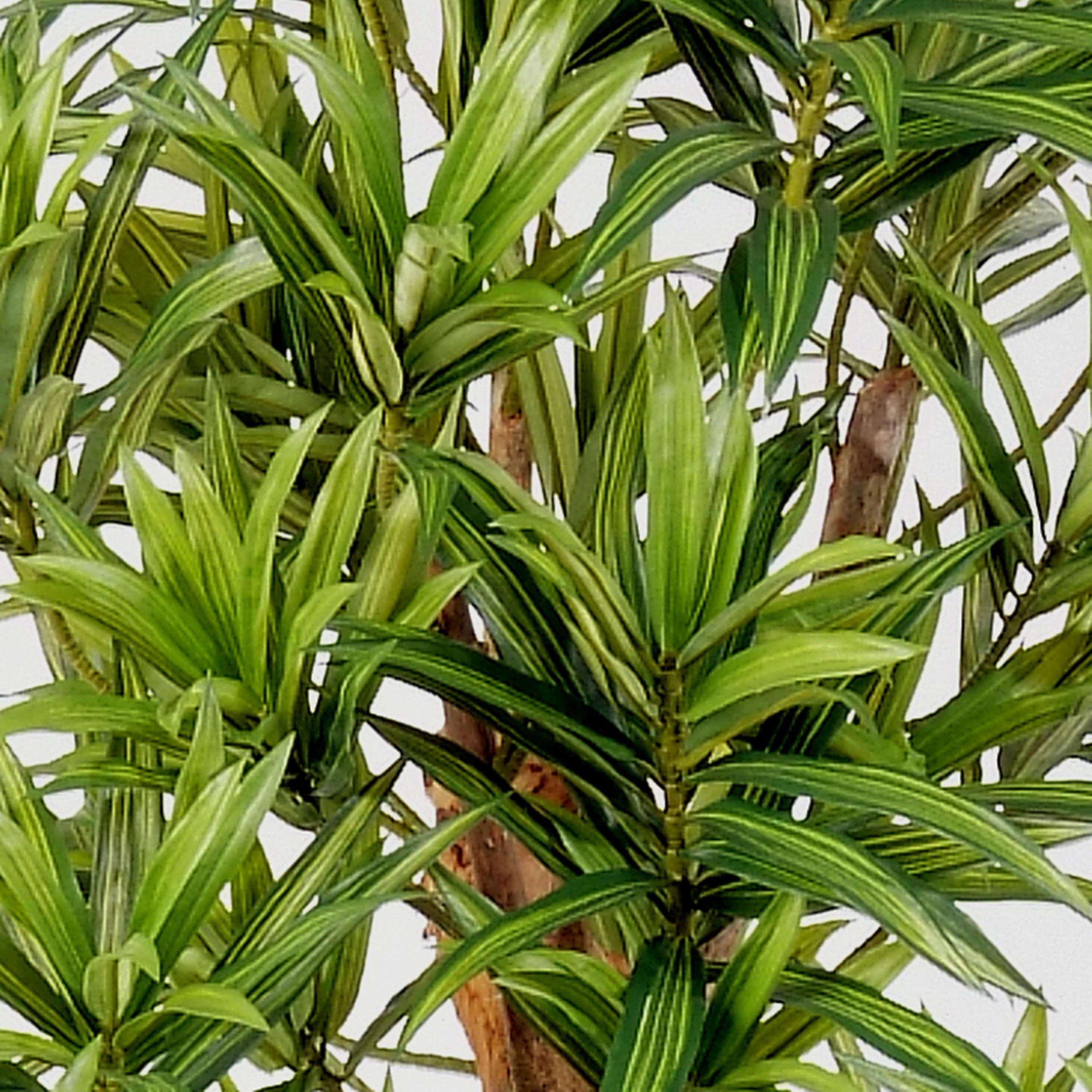 Dracaena Reflexa Decorativa YASU, 1975 Foglie, Giallo-Verde, difficilmente infiammabile, 180cm - Pianta Artificiale/Pianta Tropicale