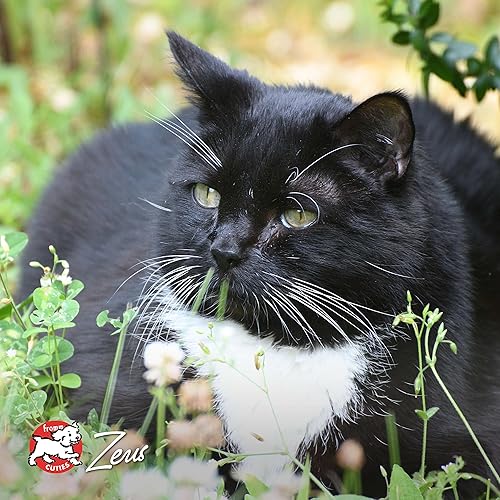 Miniatura 10 de Fromm Four-Star Nutritionals Livattini - Comida seca prémium para gatos, receta de carne de res, 10 libras