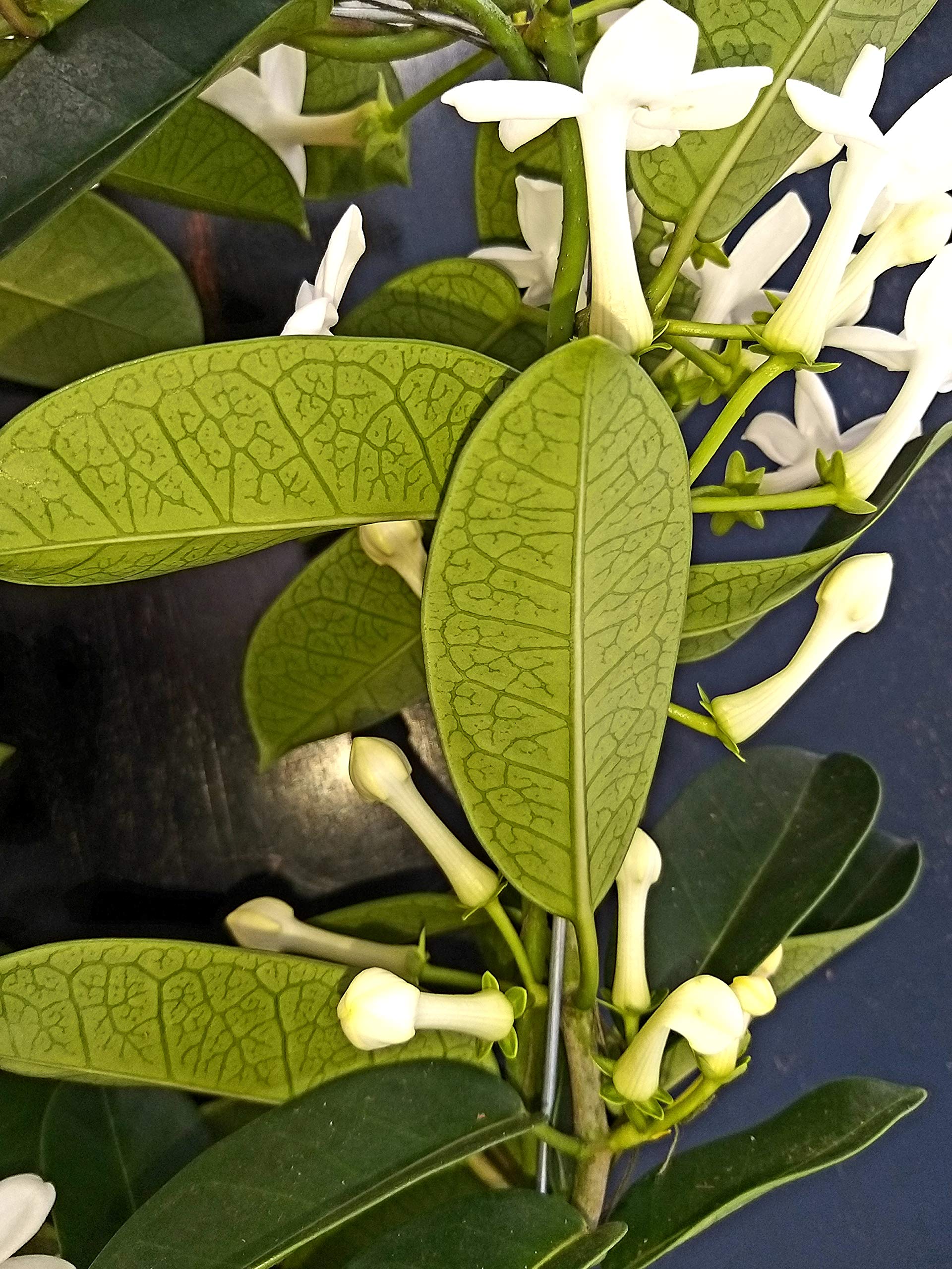 POWERS TO FLOWERS - STEPHANOTIS, GELSOMINO DEL MADAGASCAR IN VASO CERAMICA BIANCO A CERCHI CONCENTRICI, pianta vera