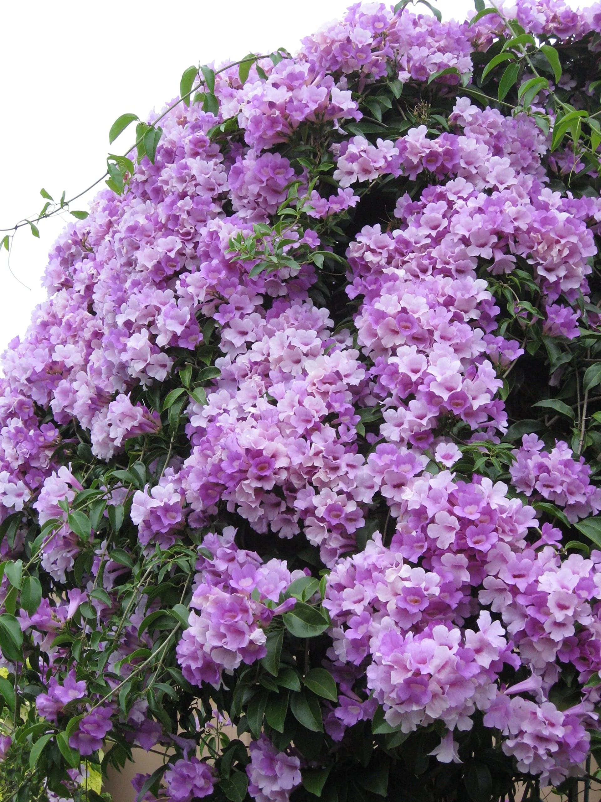 Garlic Vine Flower Plant Live Very Good Condition Plants (B0BMYKMDB4) Amazon Price History, Amazon Price Tracker