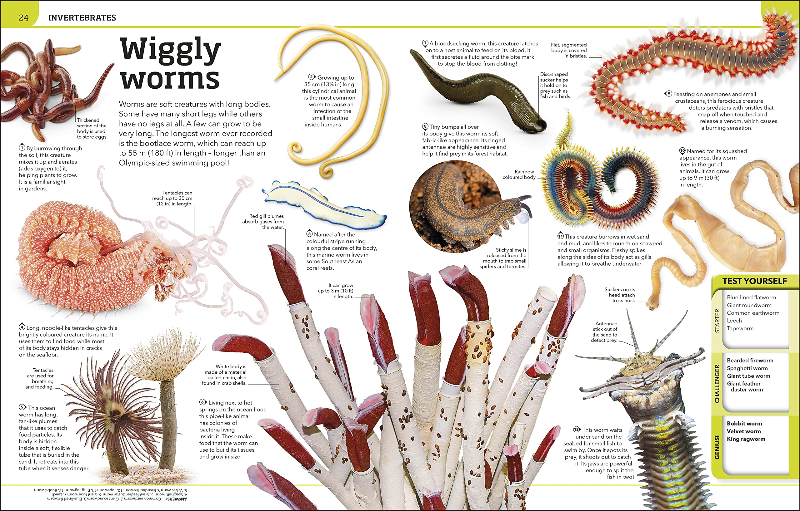 Animal Knowledge Genius!: A Quiz Encyclopedia to Boost Your Brain