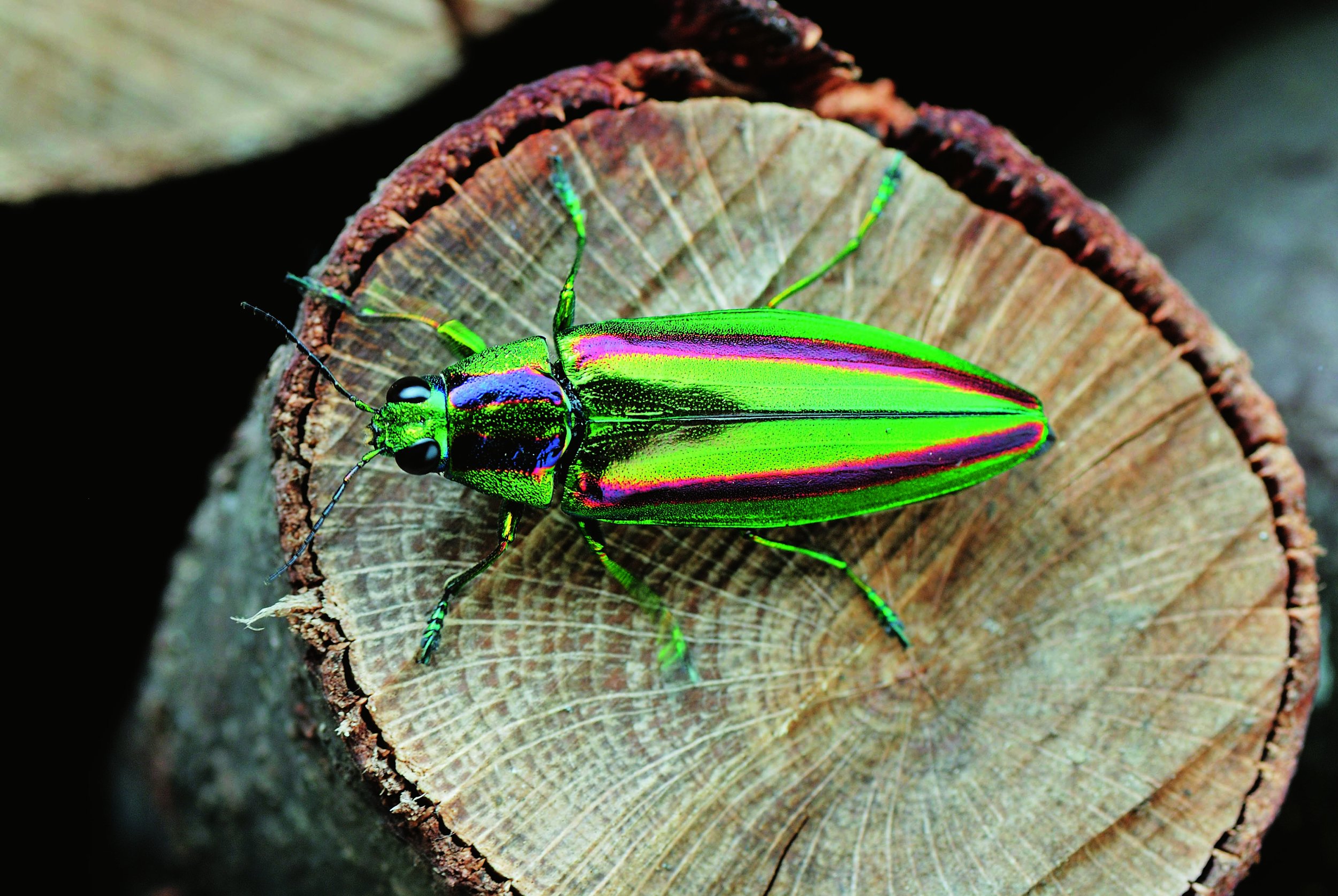 すごい虫の見つけかた 海野和男 文 写真 本 通販 Amazon