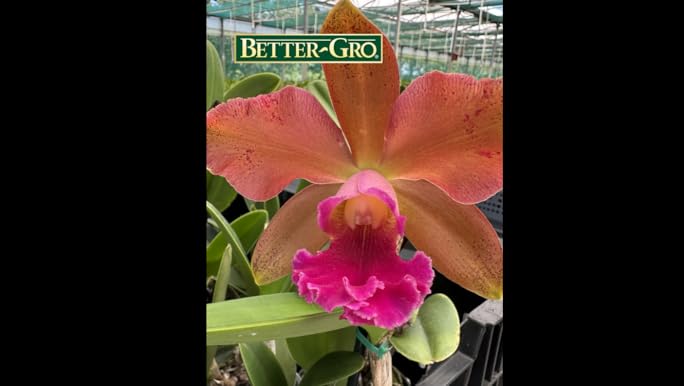 111 タケノコラン　Clowesia 'Queen Canon (OG) 111 タケノコラン Clowesia 'Queen Canon (OG) 111 タケノコラン