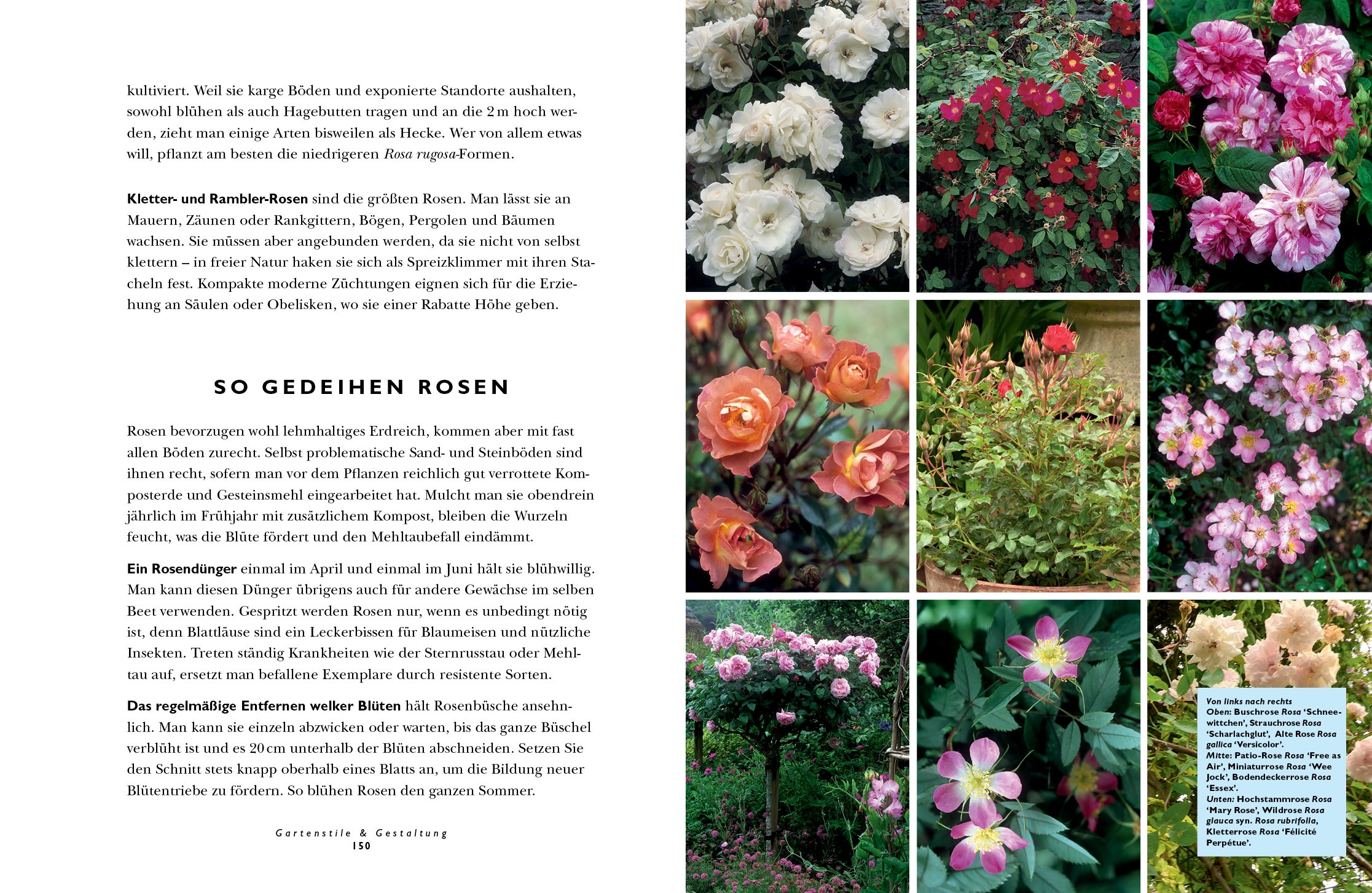 Gartenstile & Gestaltung: Individuelle Themengärten vom Cottage- bis zum Rosengarten: Individuelle Themengärten vom Cottage- bis zum Rosengarten. Mit Pflanzplänen