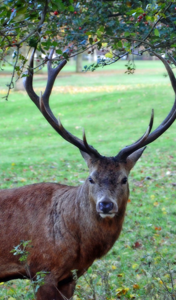 deer antler Wallpaper – HD Wallpapers of deer antlers!:Amazon.com
