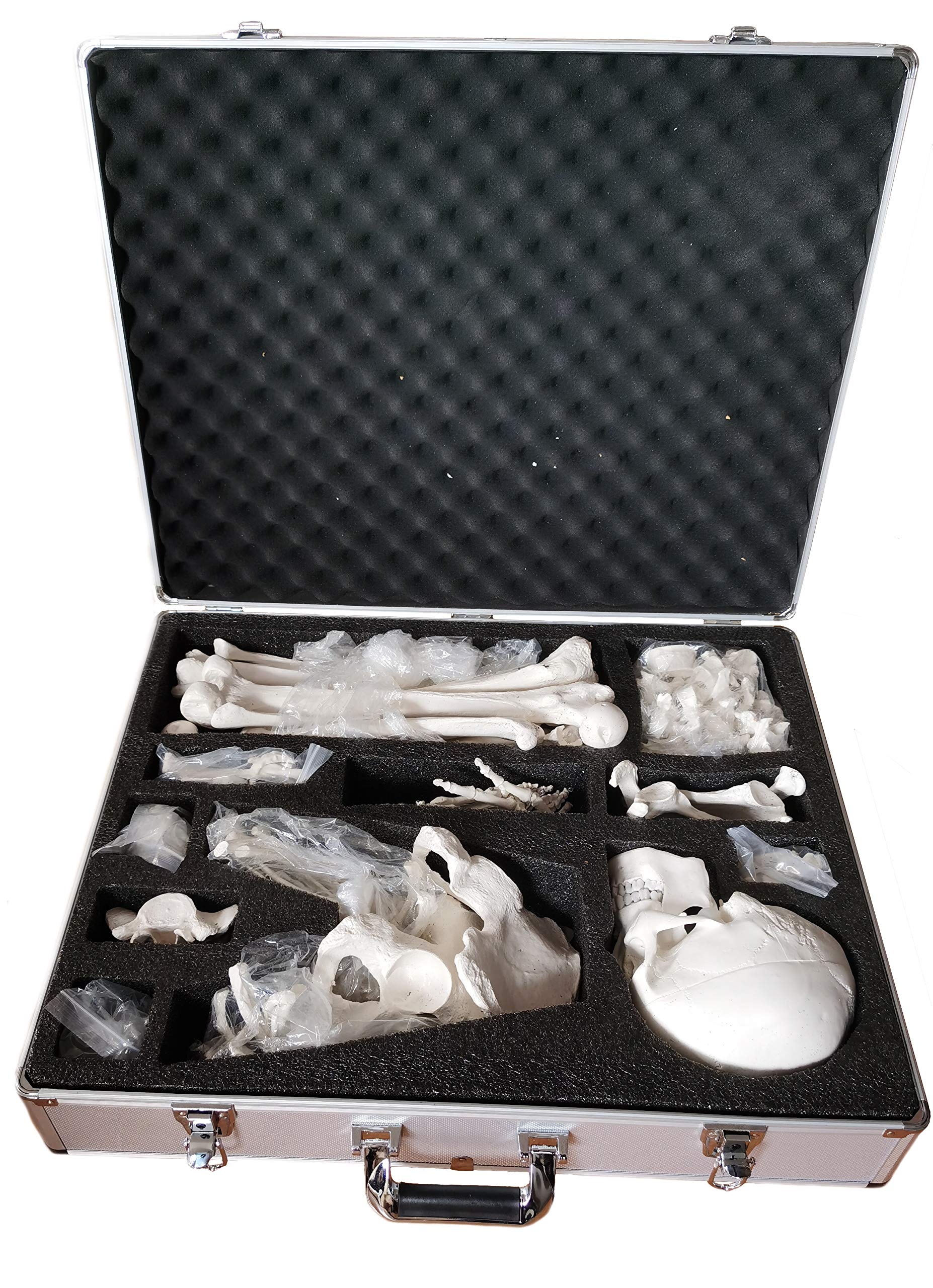 Axis Scientific Disarticulated Skeleton Storage Case Included, Skeleton Model Sold Separately - Skeleton Model Storage case, Anatomy Organization Accessory Compartment, Educational Model