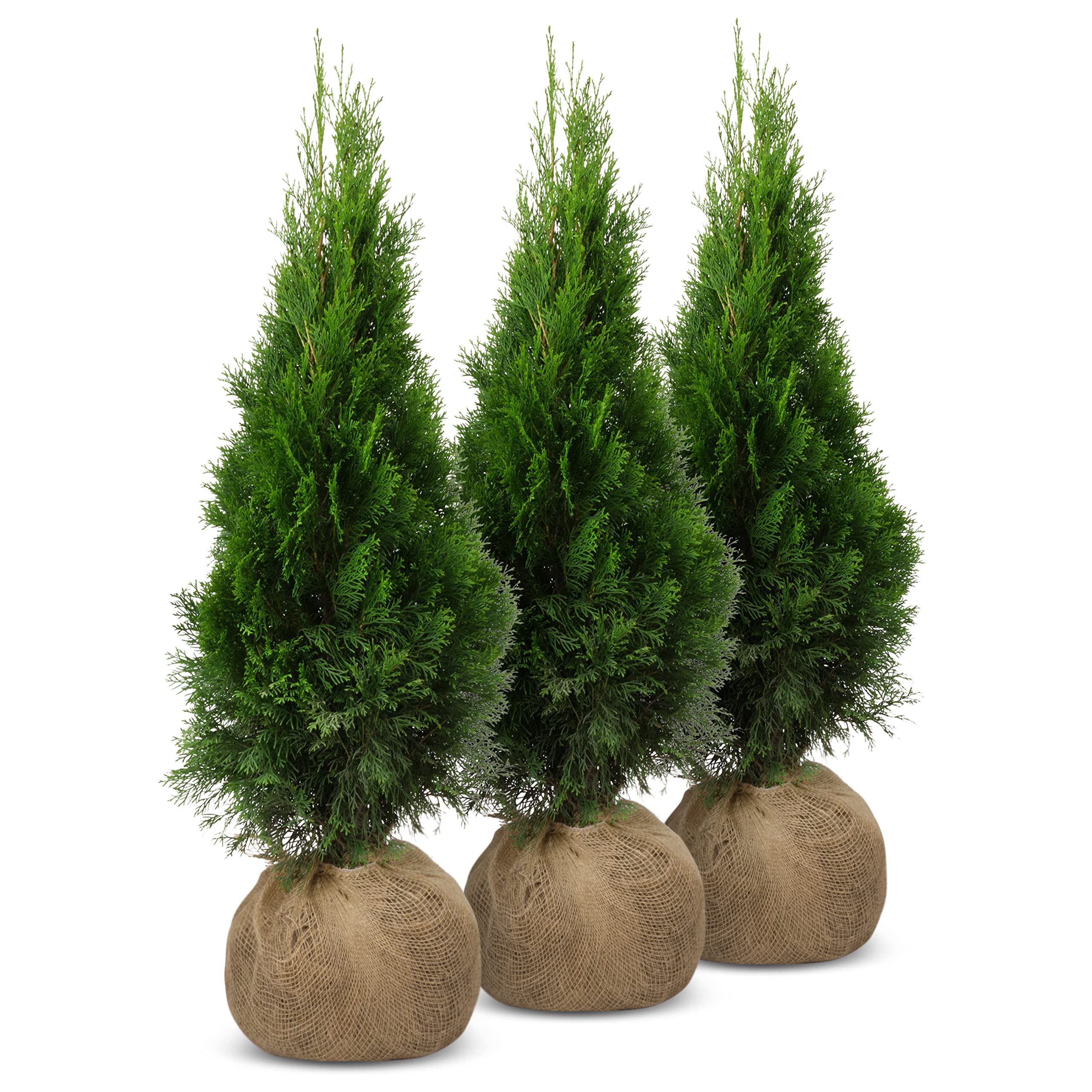 japanische stechpalme sorten Ilex crenata