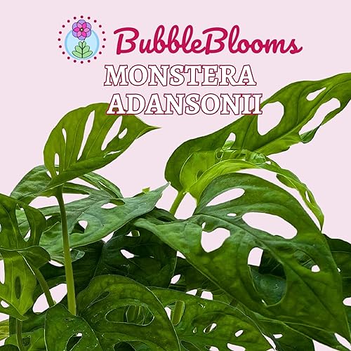 Miniatura 2 de BubbleBlooms Planta de queso suizo Monstera Adansonii, vive en una maceta de 4 pulgadas por BubbleBlooms