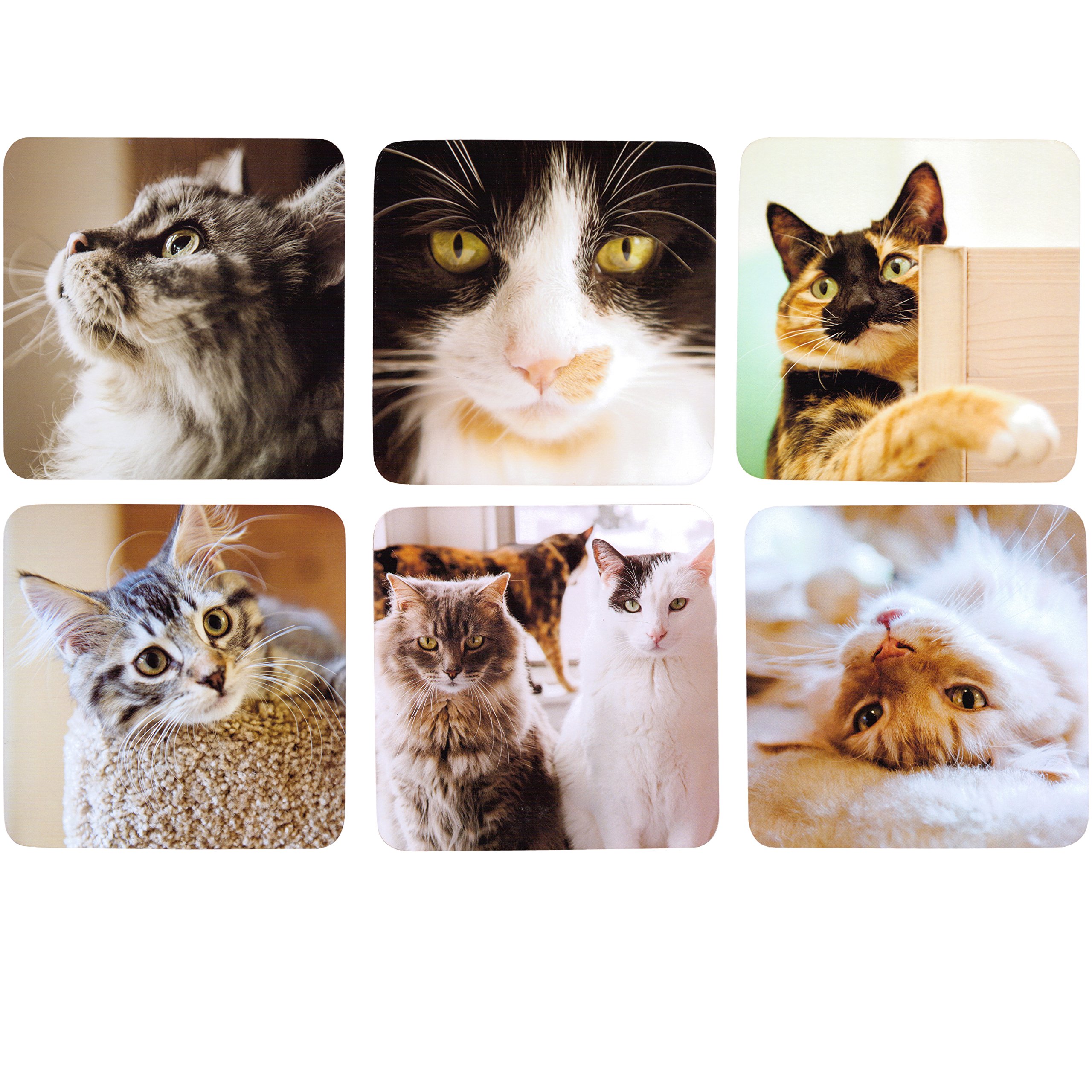 Country Matters Cats Coasters, Plyboard and Cork, Multi-Colour, 12 x 12 x 4 cm