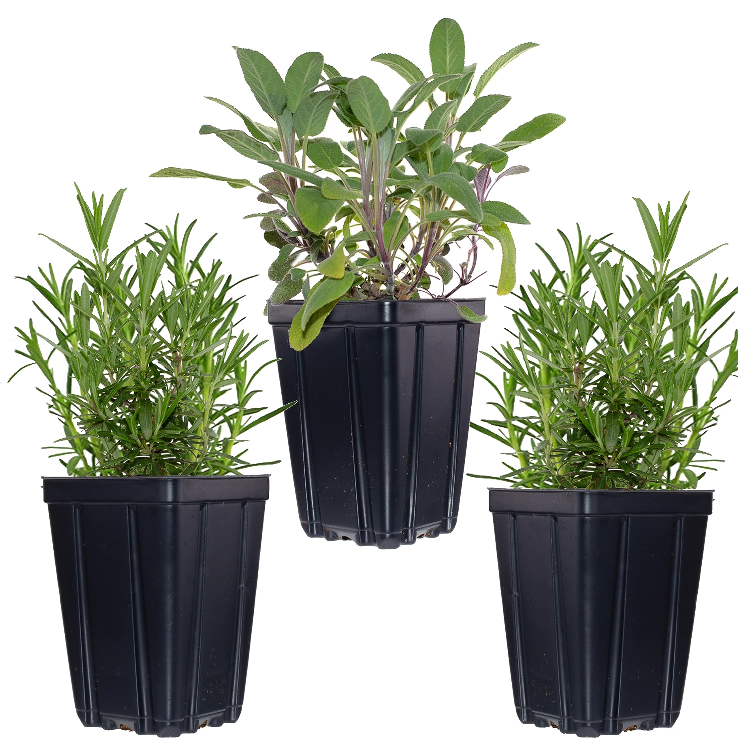 Culinary Herb Plant Collection - 3 Live Plants in Quart Pots, Rosemary (2) and Purple Sage (1), Non-GMO, Zones 5-11