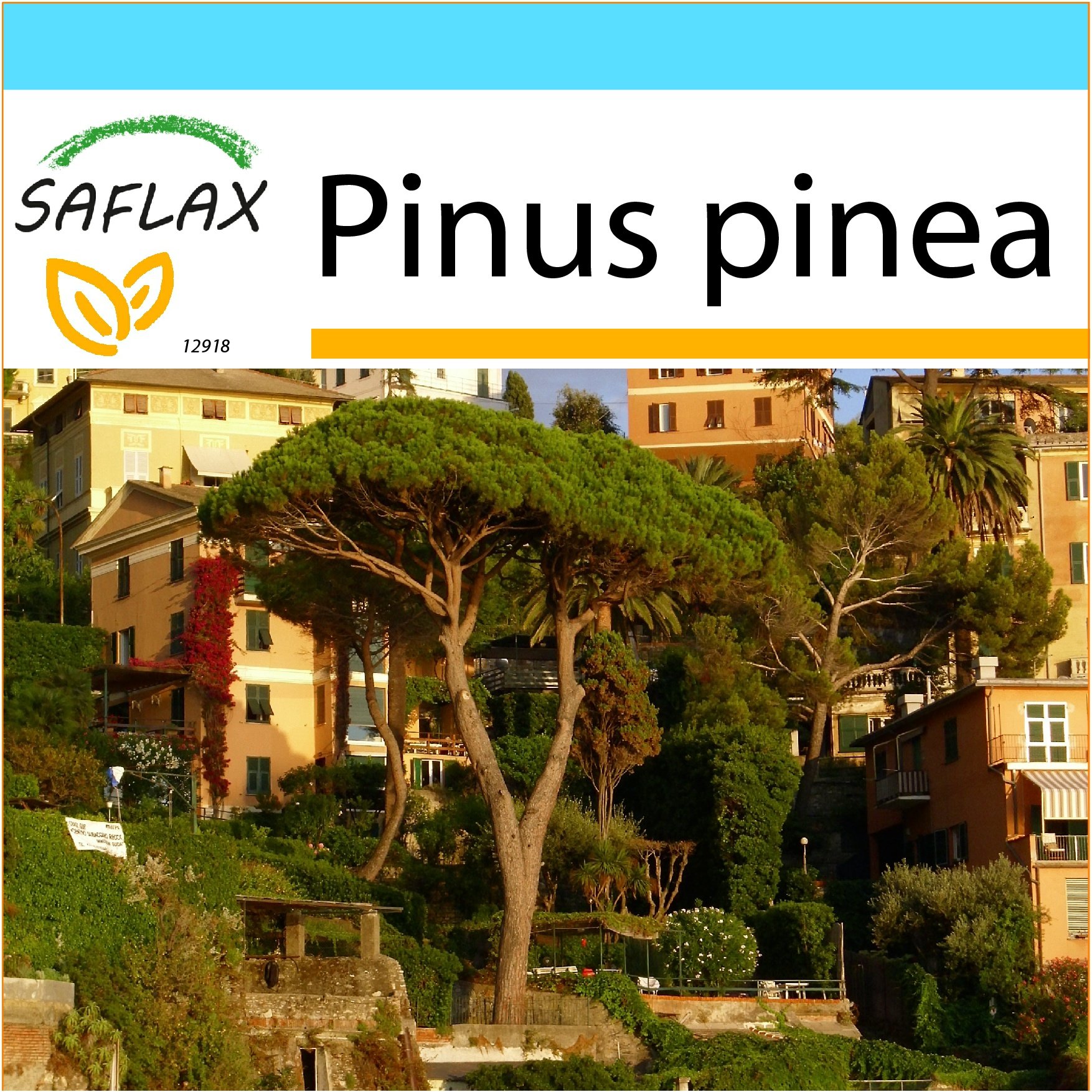 SAFLAX - Gift Set - Stone Pine - 6 Seeds - Pinus pinea