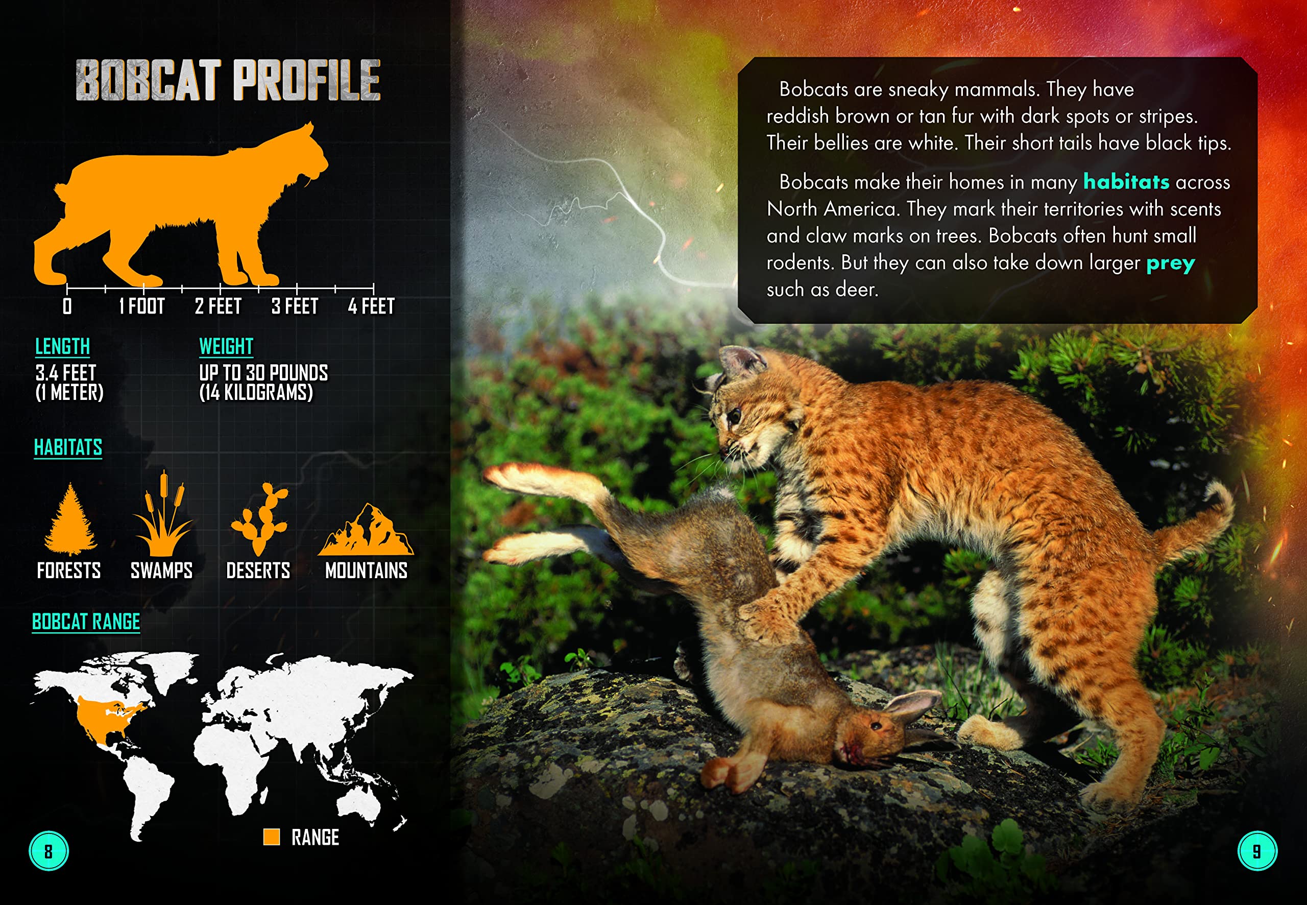 Badger Vs. Bobcat