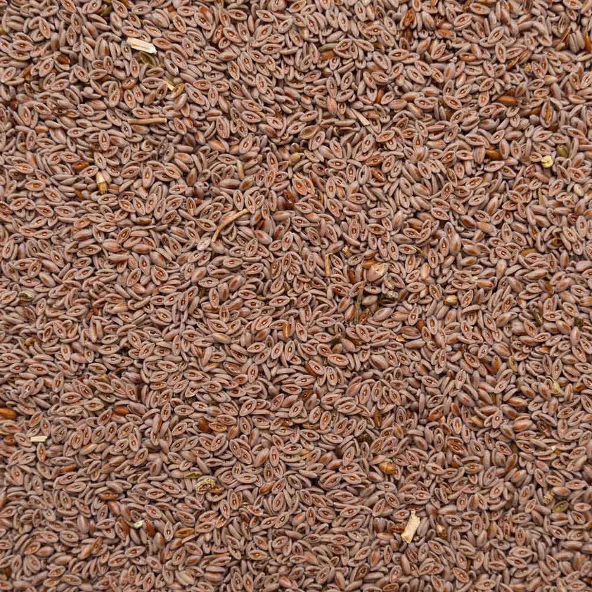 Flohsamen Bio ganz 5kg (5x1kg) - 99% Reinheit - 5000g reich an Ballaststoffen - Abgefüllt und kontrolliert in Deutschland - Biotiva