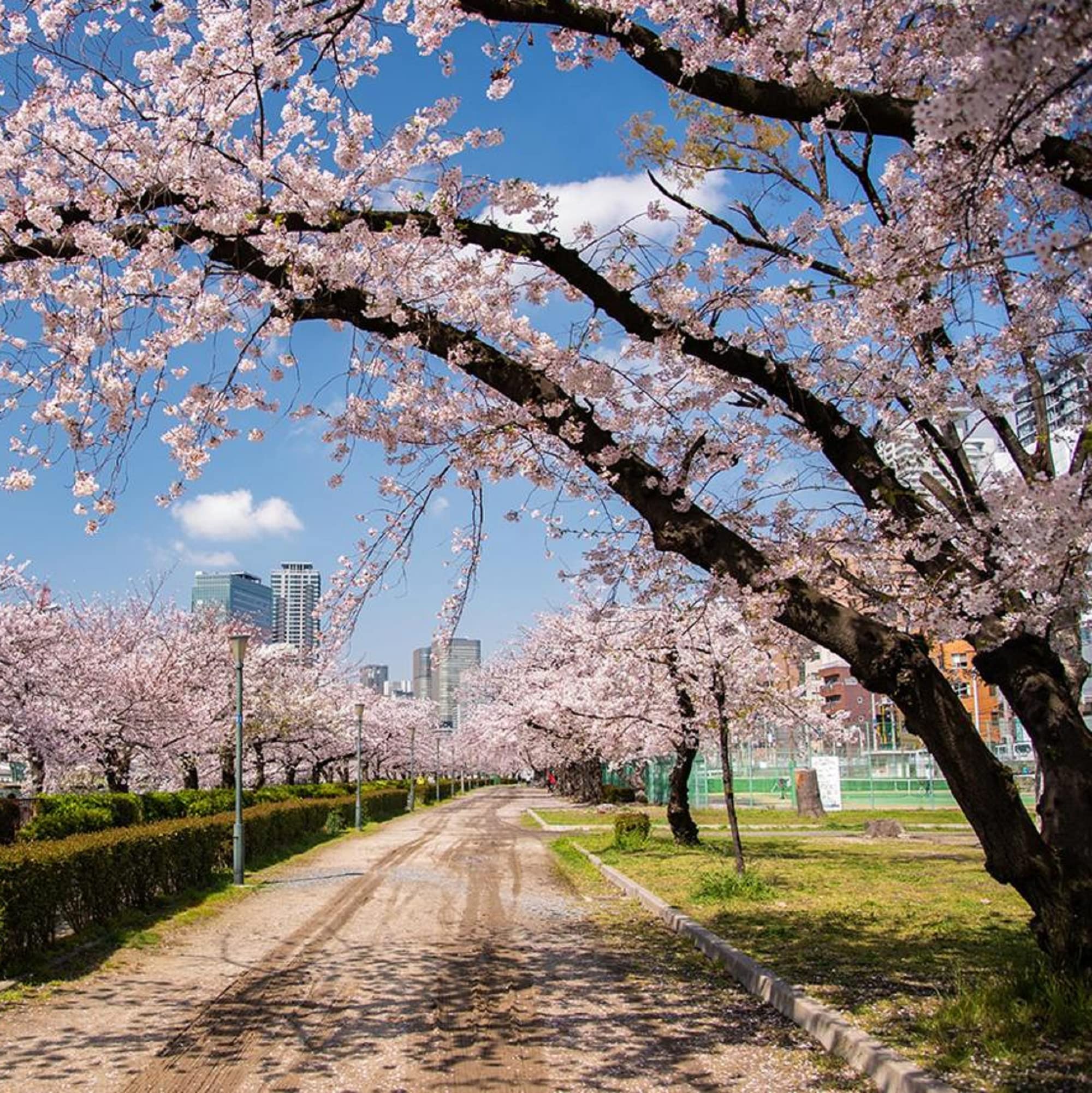 Amazon.com : CHUXAY GARDEN Cherry Blossom Seed,Japanese