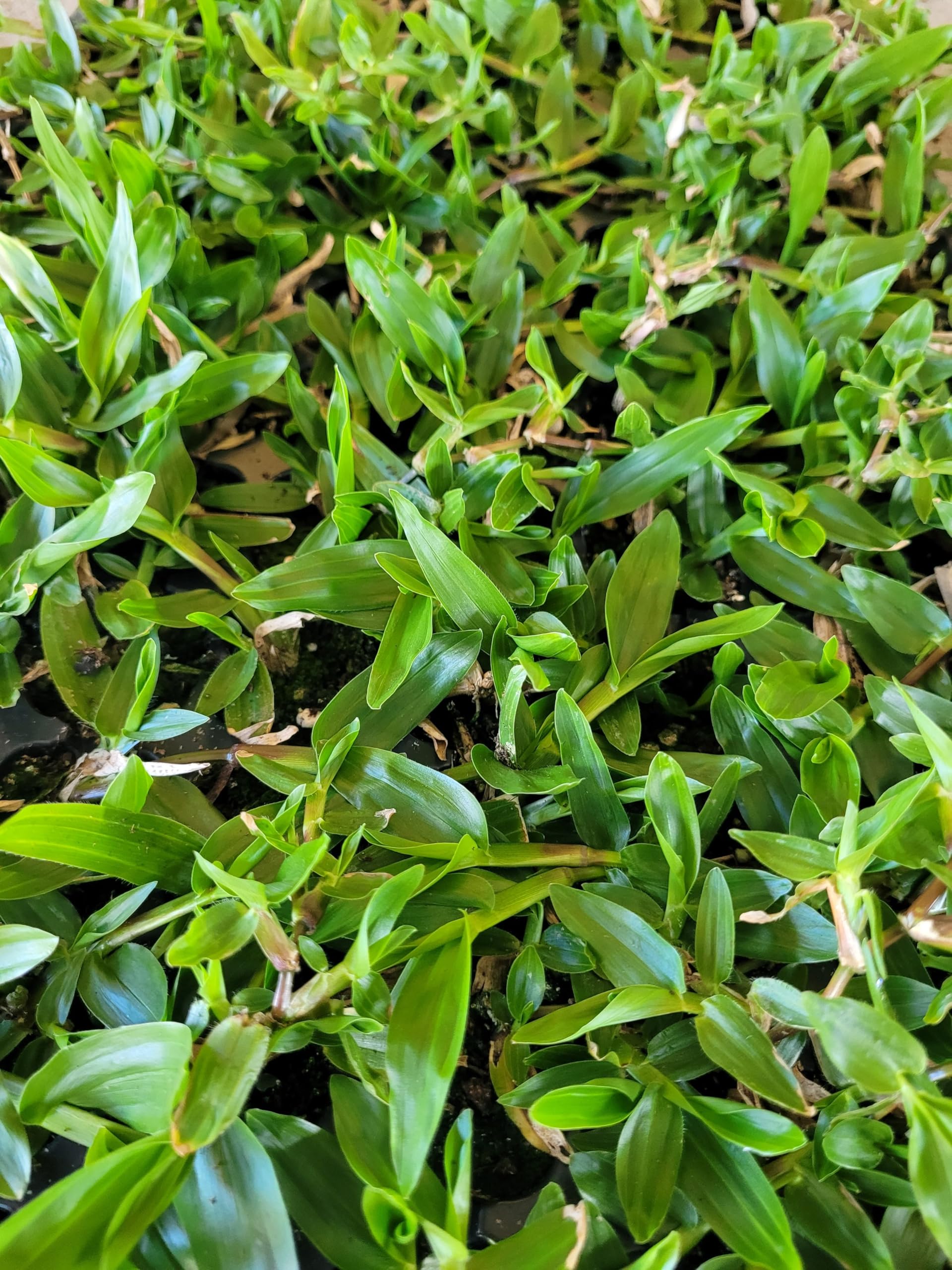 Cesped gramon brasileño bandeja de 80 planteles. Resistente. Zonas calidas y secas. Listo para plantar.