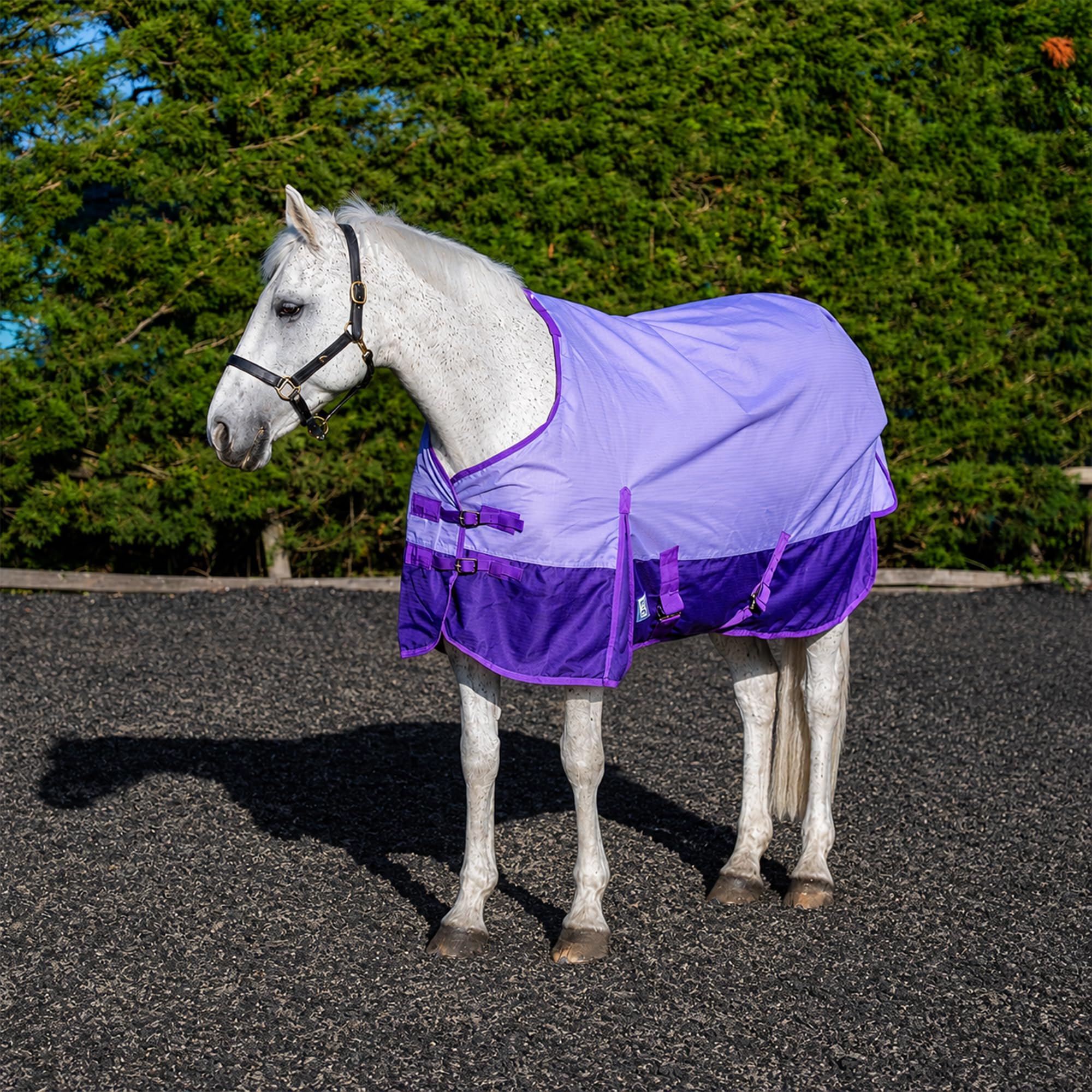 Equitack 600D Turnout Rug for Horses with Standard Neck, 5’6” | 50g Lightweight Winter Horse Rug | Waterproof Outdoor Horse Turnout Rug with Nylon Lining & Adjustable Leg Straps | Lavender/Purple