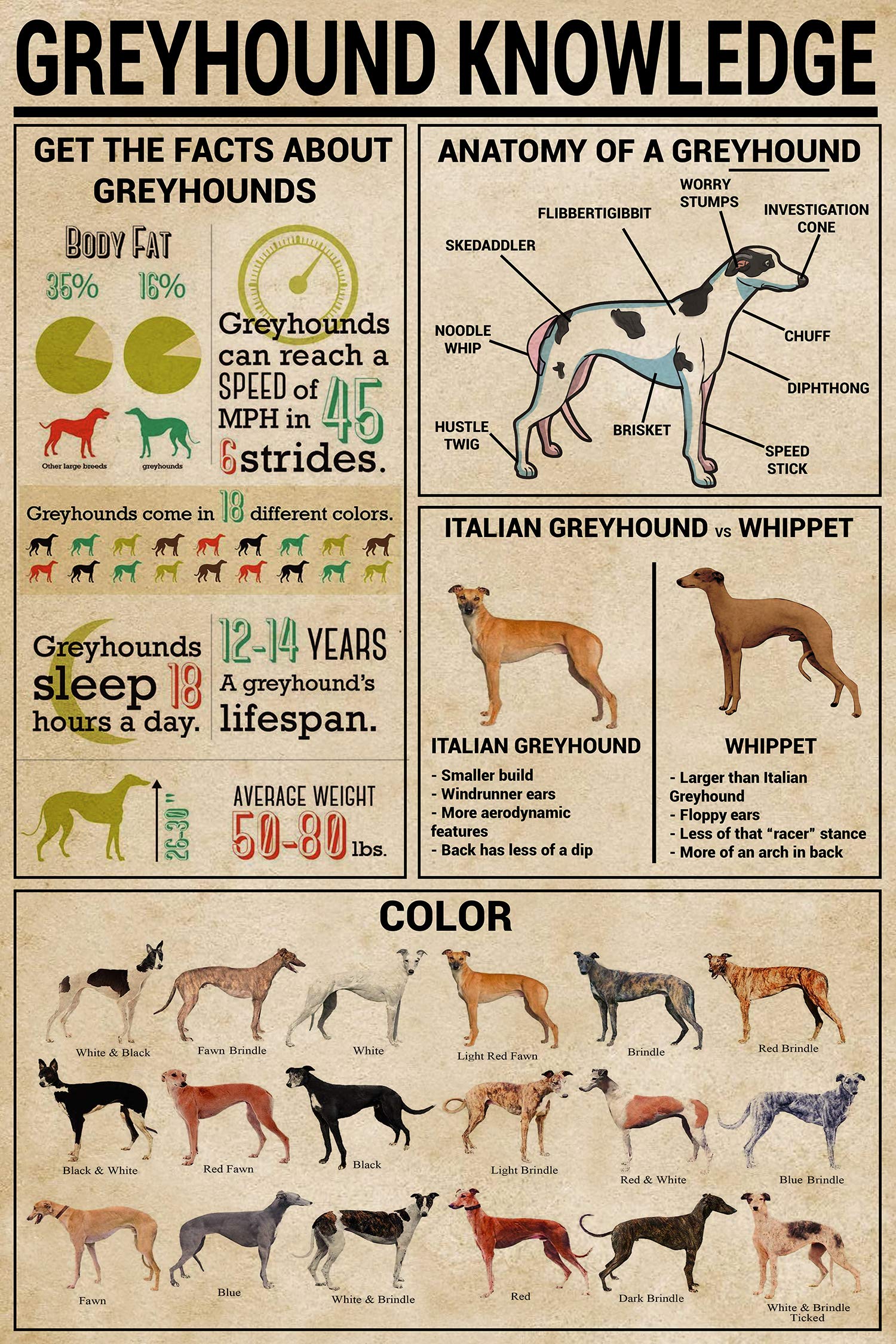 peiyeety Greyhound Knowledge Posters Anatomical Color Metal Signs Room Decor Science Education Farm Club Wall Decor Retro Plaque es 8"x12"