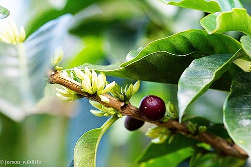 Miniatura 7 de Cafe Monteverde - Paquete de café Cloud Forest Blend - Café costarricense de origen único 100% arábica - Molido (paquete de 3)