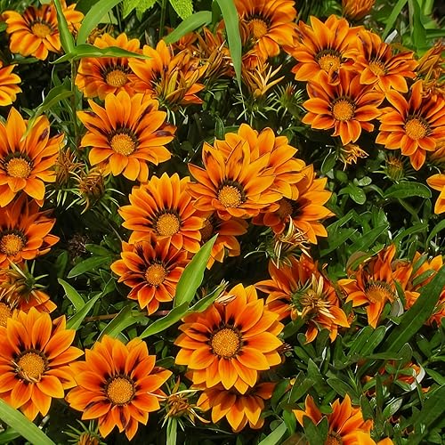 Miniatura 3 de Gazania - Semillas de margaritas para plantar, más de 100 semillas mixtas de Gazania, flor perenne, semillas de Gazania sin OMG para jardín y hogar