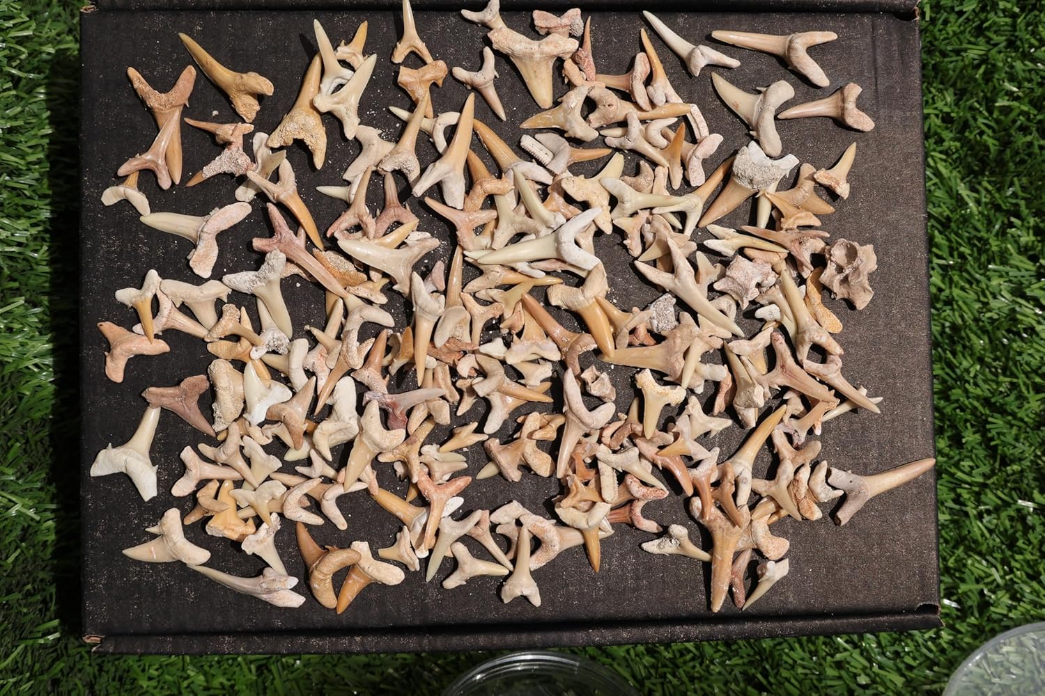 Great Collection of Shark Teeth Fossil Shark Teeth Fossils for Kids Fossils from Morocco A249