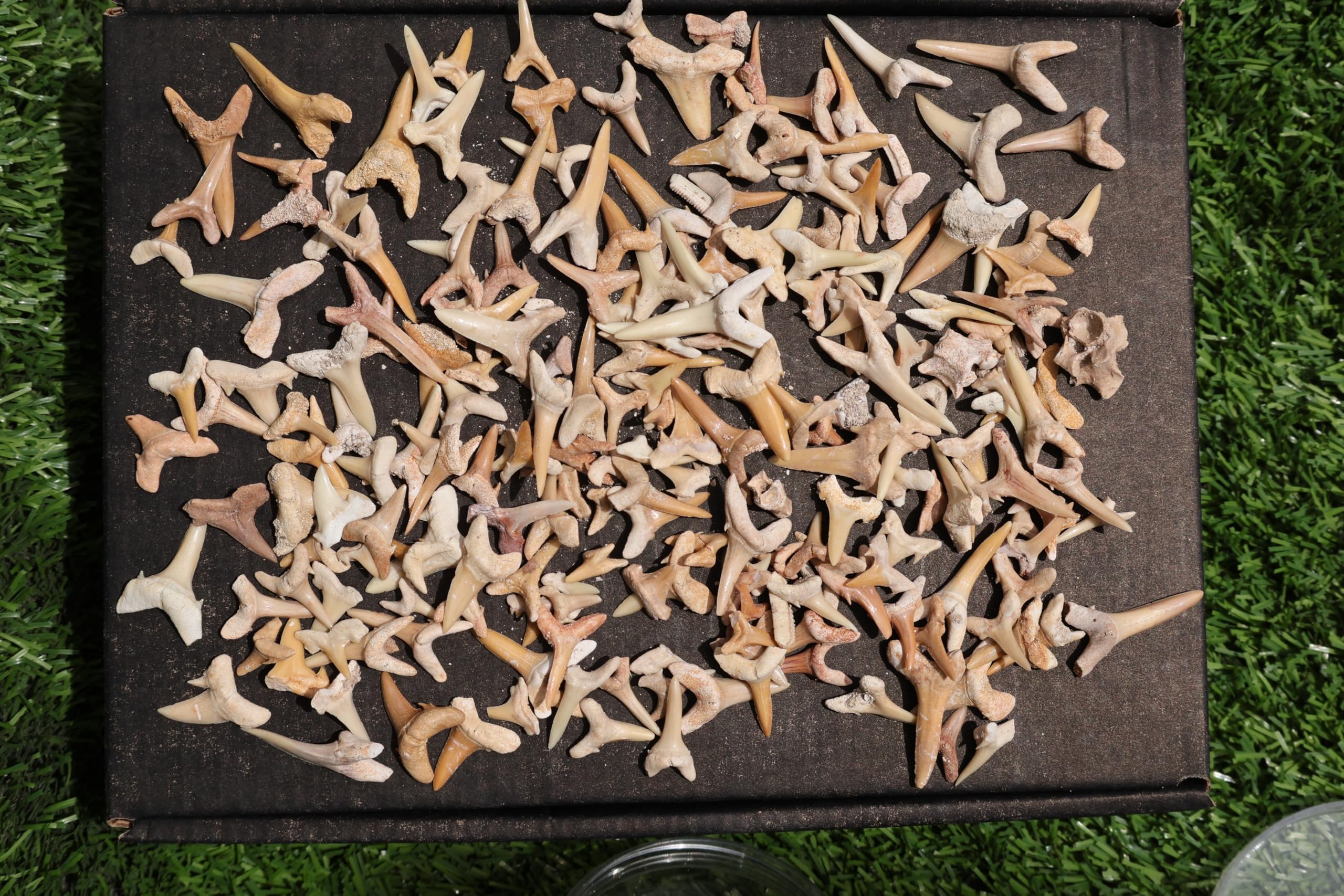 Great Collection of Shark Teeth Fossil Shark Teeth Fossils for Kids Fossils from Morocco A249