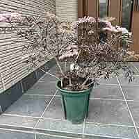 91KXW5S52mL._AC_SY200_QL15_.jpg