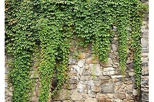 BELECO 7x5ft Greenery Background Backdrop