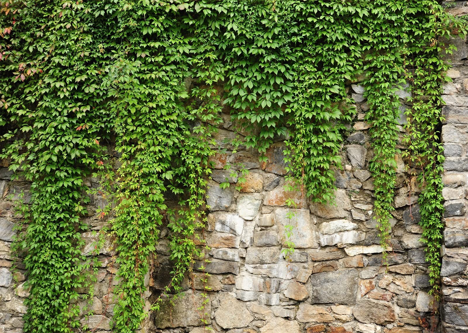 BELECO 10x8ft Fabric Green Leaves Wall Backdrop Old Stone Wall with Green Leaves Vine Spring Garden Nature Backdrop Greenery Banner Background Home