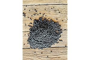 North Lily Black Beans, Non-GMO, Kosher, 50 lbs: Your Gateway to Culinary Delights!