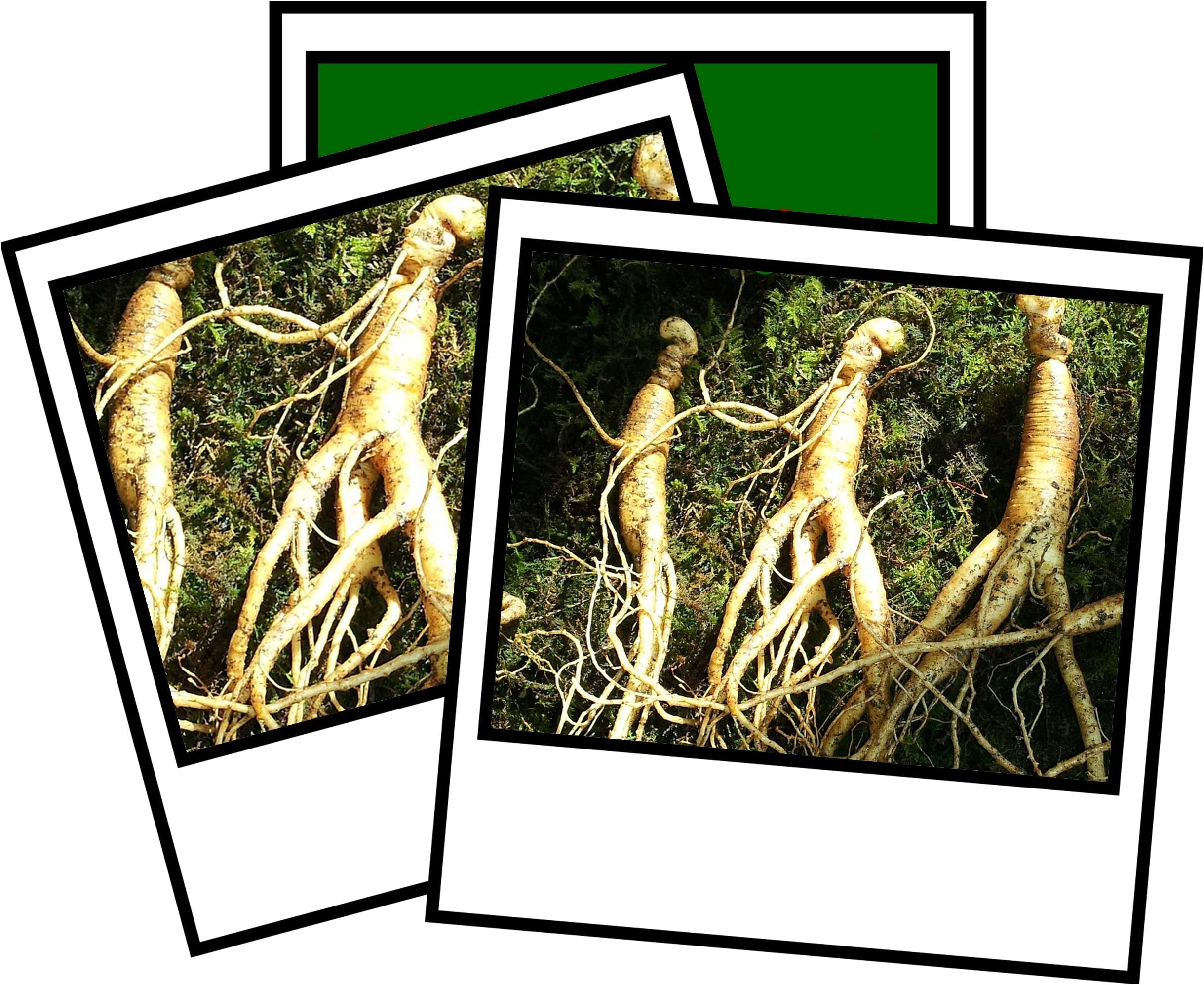 20 Rare Hardy Chinese/Korean Panax Ginseng Seeds Wild Ginseng Seed 20 Seeds by Pretty Wild Seeds