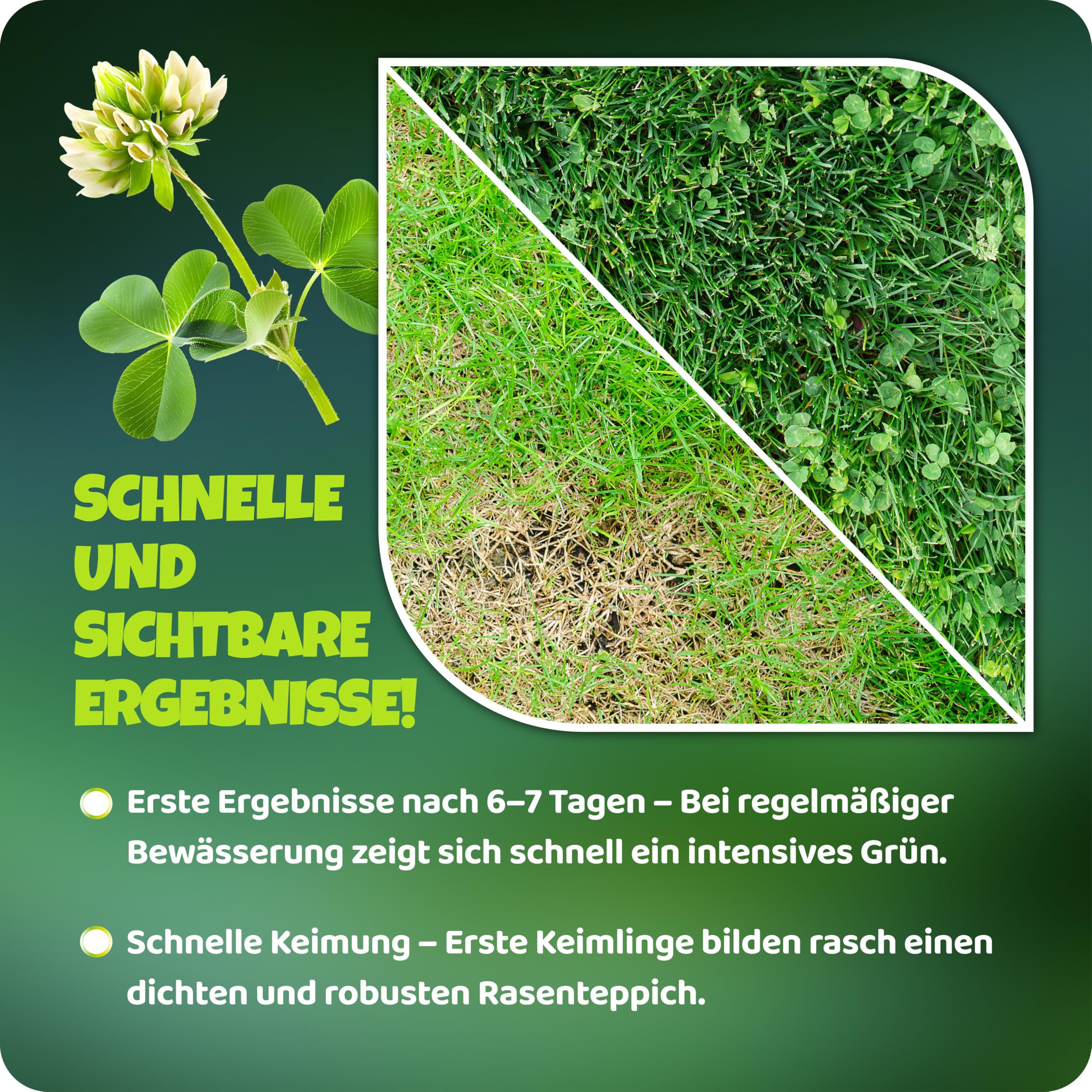 Mikroklee - Weißklee Trifolium repens 500g - Rasenklee bereichert den Rasen - Klee Samen zur Anlockung von Bienen -Saatgut für gleichmäßige, dichte Grasnarbe das ganze Jahr über